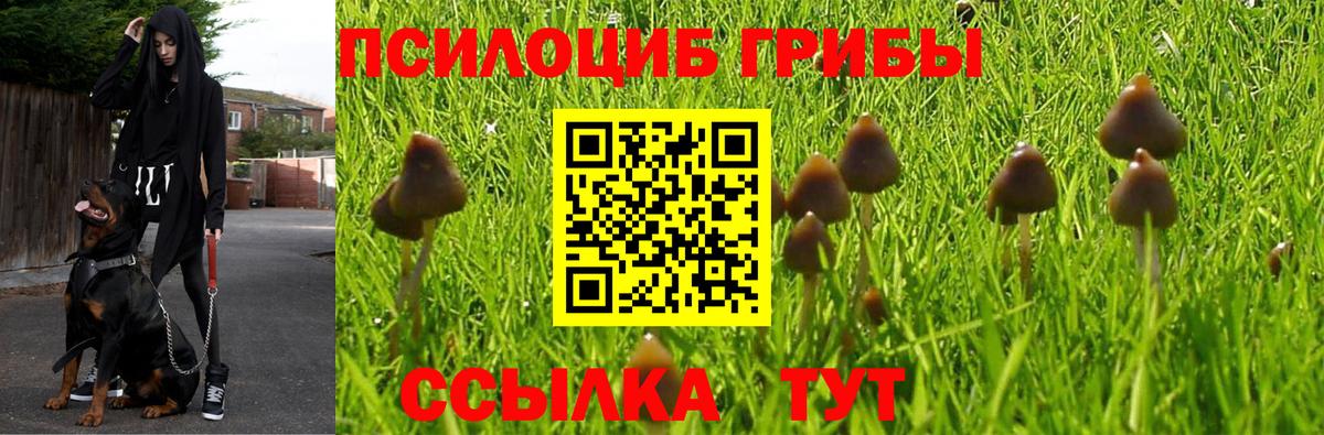 Менделеевск  цены   Вход с VPN  Псилоцибиновые грибы мицелий 